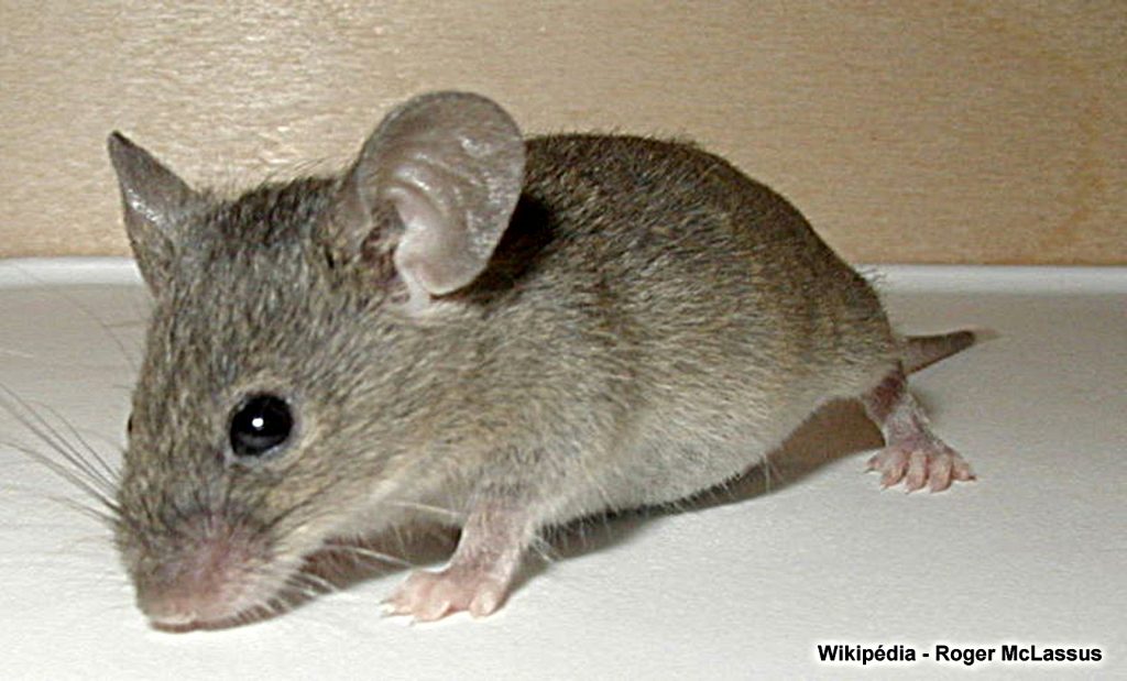 Combien De Rat Par Habitant A Paris Dératisation des souris et des rats| Nos traitements à Paris et IDF